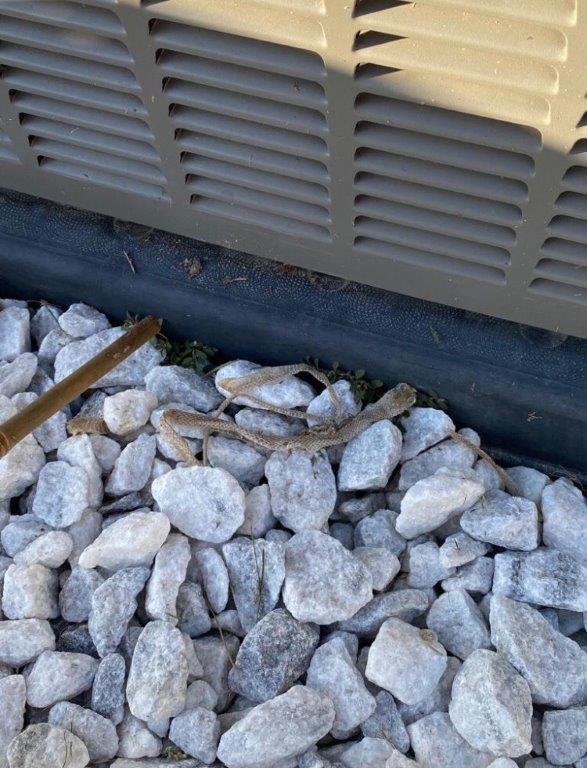 Kalamazoo snake skin