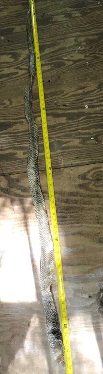 Kalamazoo snake skin