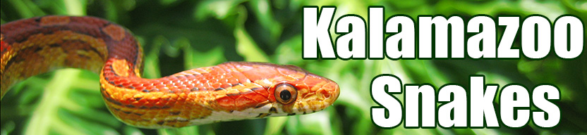 Kalamazoo snake