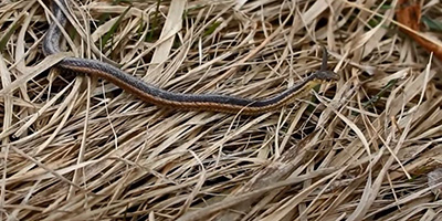 Kalamazoo snake