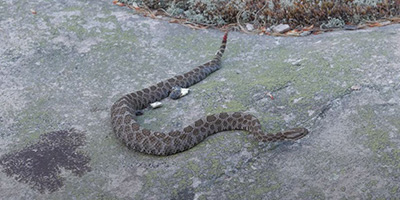 Kalamazoo snake